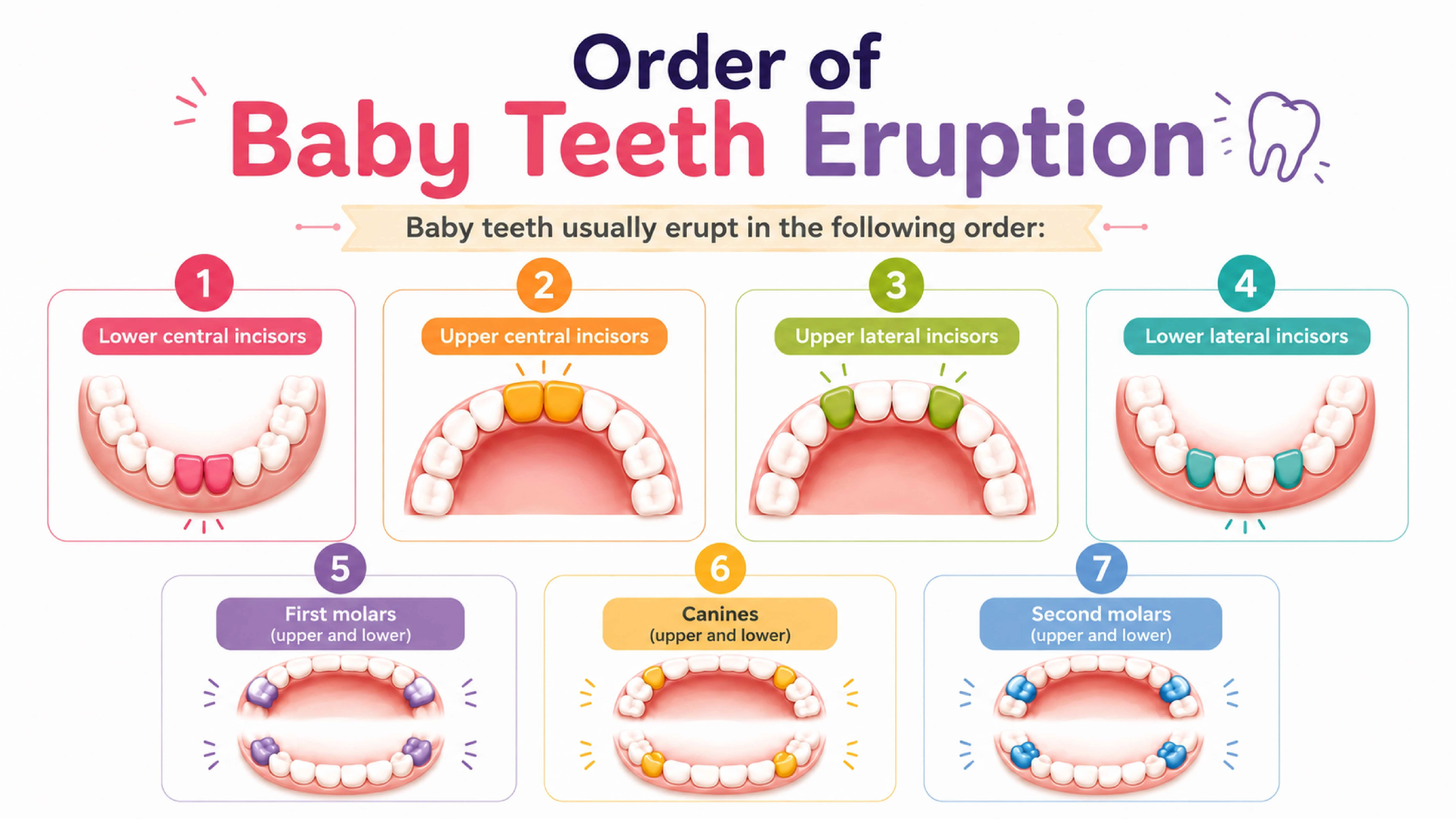Infographic showing the usual order of baby tooth eruption, from incisors to molars.