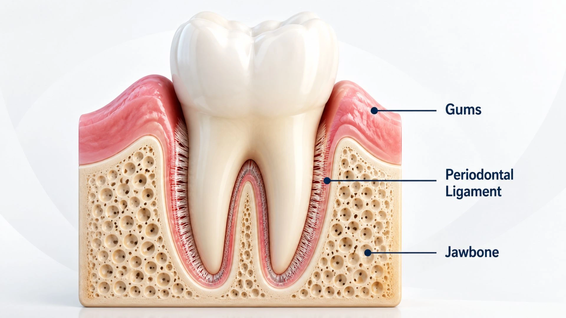 Cross-sectional dental diagram showing gums, periodontal ligament, and jawbone supporting the tooth.